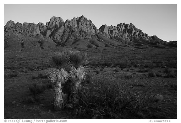 Soaptree Yucca and Needles at sunset. Organ Mountains Desert Peaks National Monument, New Mexico, USA (black and white)