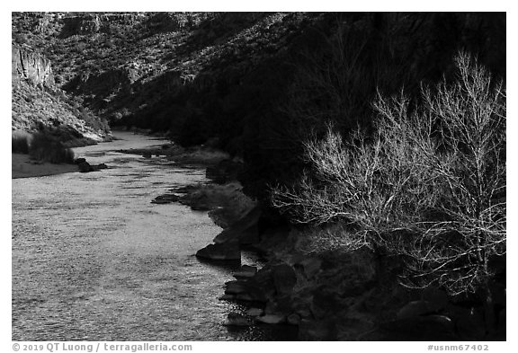 Bare cottonwood tree and Rio Grande River,. Rio Grande Del Norte National Monument, New Mexico, USA (black and white)