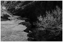 Bare cottonwood tree and Rio Grande River,. Rio Grande Del Norte National Monument, New Mexico, USA ( black and white)