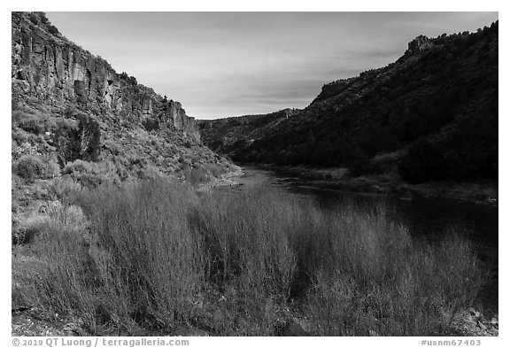 Red willows and Rio Grande River in winter. Rio Grande Del Norte National Monument, New Mexico, USA (black and white)