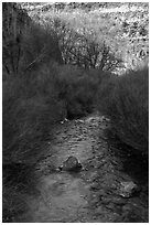 Rio Hondo near Rio Grande Gorge. Rio Grande Del Norte National Monument, New Mexico, USA ( black and white)