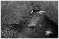 Stream and willows. Rio Grande Del Norte National Monument, New Mexico, USA ( black and white)
