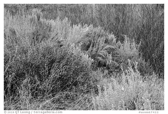 Taos Plateau and Ute Mountain. Rio Grande Del Norte National Monument, New Mexico, USA (black and white)