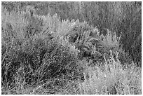 Taos Plateau and Ute Mountain. Rio Grande Del Norte National Monument, New Mexico, USA ( black and white)