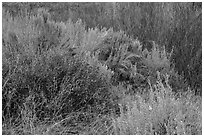 Shrubs and willows in winter. Rio Grande Del Norte National Monument, New Mexico, USA ( black and white)