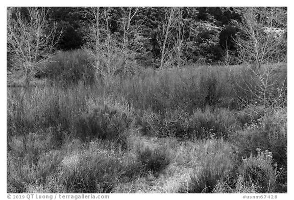 Shurbs and trees in winter, Lower Rio Grande River Gorge. Rio Grande Del Norte National Monument, New Mexico, USA (black and white)