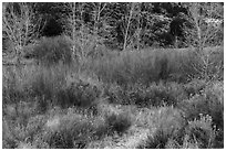 Shurbs and trees in winter, Lower Rio Grande River Gorge. Rio Grande Del Norte National Monument, New Mexico, USA ( black and white)