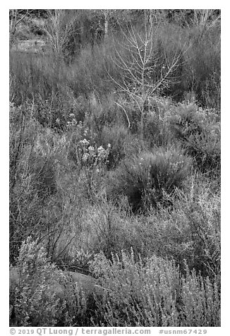 Shurbs and bare trees, Lower Rio Grande River Gorge. Rio Grande Del Norte National Monument, New Mexico, USA (black and white)