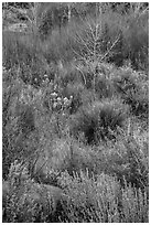 Shurbs and bare trees, Lower Rio Grande River Gorge. Rio Grande Del Norte National Monument, New Mexico, USA ( black and white)
