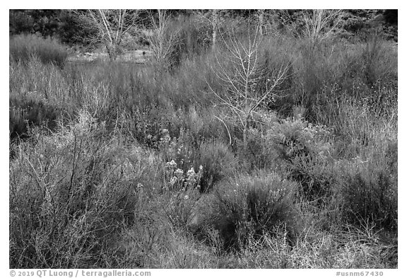 Riparian growth in winter, Lower Rio Grande River Gorge. Rio Grande Del Norte National Monument, New Mexico, USA (black and white)