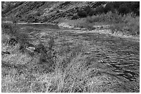 Riparian vegetation along the Rio Grande River. Rio Grande Del Norte National Monument, New Mexico, USA ( black and white)