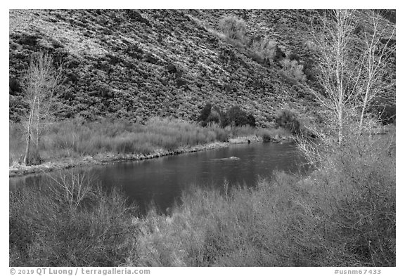 Willows and trees along the Rio Grande River. Rio Grande Del Norte National Monument, New Mexico, USA (black and white)