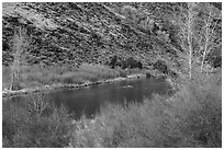 Willows and trees along the Rio Grande River. Rio Grande Del Norte National Monument, New Mexico, USA ( black and white)