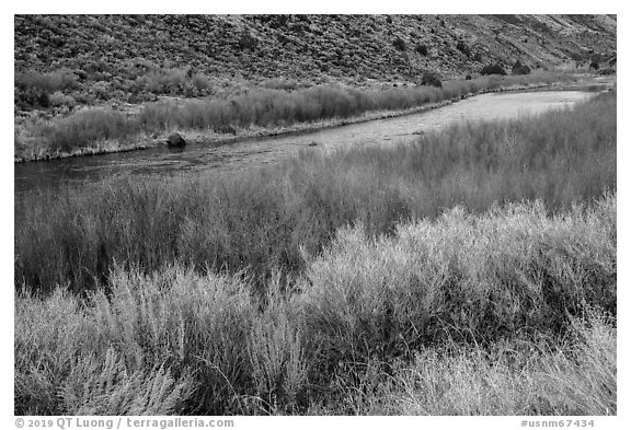 Shrubs and red willows lining up shores of the Rio Grande River. Rio Grande Del Norte National Monument, New Mexico, USA (black and white)