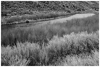 Shrubs and red willows lining up shores of the Rio Grande River. Rio Grande Del Norte National Monument, New Mexico, USA ( black and white)