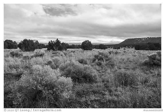 Flats with sage and juniper. El Morro National Monument, New Mexico, USA (black and white)