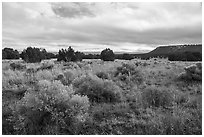 Flats with sage and juniper. El Morro National Monument, New Mexico, USA ( black and white)