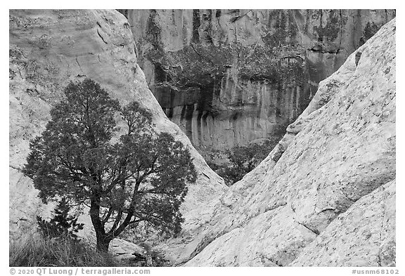 Juniper and cliffs. El Morro National Monument, New Mexico, USA (black and white)