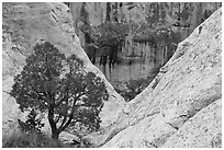 Juniper and cliffs. El Morro National Monument, New Mexico, USA ( black and white)