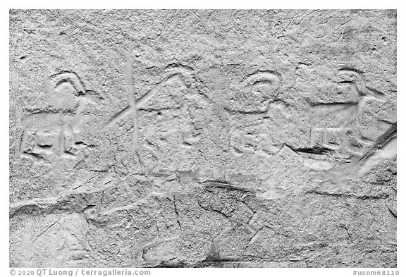 Petroglyps of big horn sheep. El Morro National Monument, New Mexico, USA (black and white)