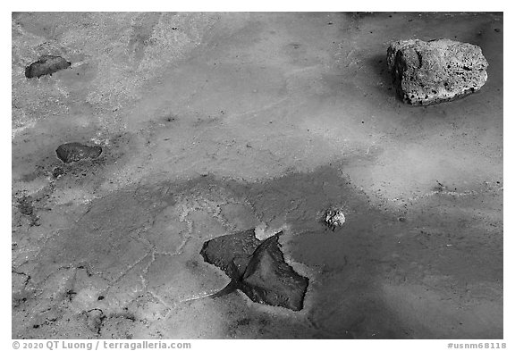 Ice with green tint caused by Arctic alguae, Bandera Ice Cave. El Malpais National Monument, New Mexico, USA (black and white)