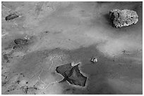 Ice with green tint caused by Arctic alguae, Bandera Ice Cave. El Malpais National Monument, New Mexico, USA ( black and white)