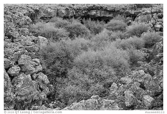 Lava rocks and shrubs. El Malpais National Monument, New Mexico, USA