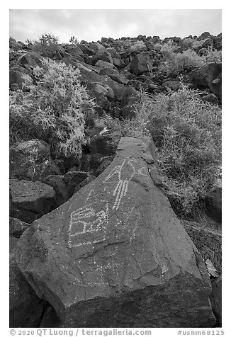 Petroglyphs on basalt rock, Petroglyph National Monument. New Mexico, USA