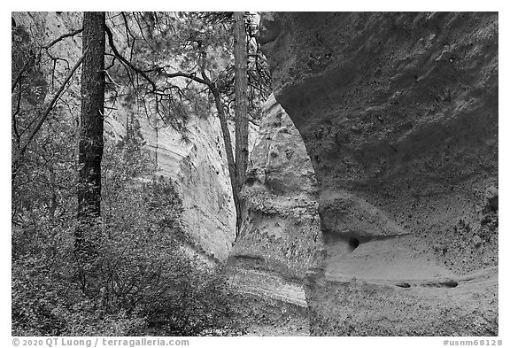 Tree in canyon. Kasha-Katuwe Tent Rocks National Monument, New Mexico, USA (black and white)