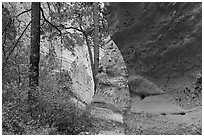 Tree in canyon. Kasha-Katuwe Tent Rocks National Monument, New Mexico, USA ( black and white)