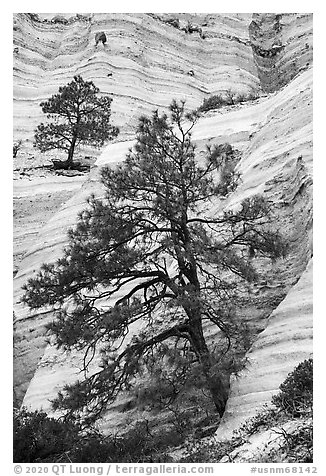 Trees on white cliffs. Kasha-Katuwe Tent Rocks National Monument, New Mexico, USA (black and white)