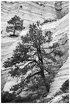 Trees on white cliffs. Kasha-Katuwe Tent Rocks National Monument, New Mexico, USA ( black and white)