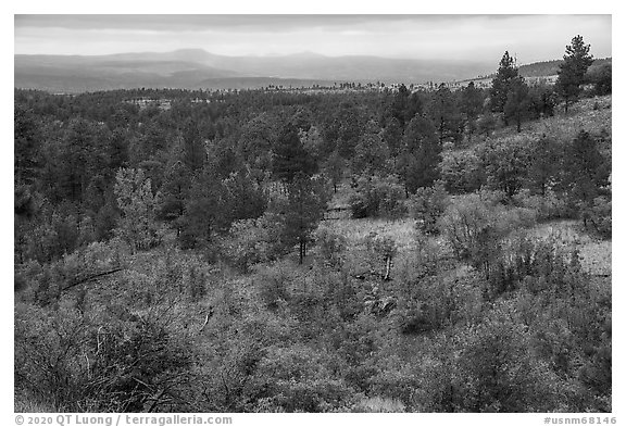 Forest in autumn on Pajarito Mesa. Bandelier National Monument, New Mexico, USA (black and white)