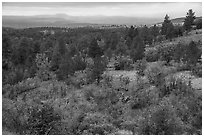 Forest in autumn on Pajarito Mesa. Bandelier National Monument, New Mexico, USA ( black and white)