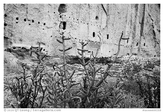 Cactus, rock wall foundations and beam holes in cliff. Bandelier National Monument, New Mexico, USA (black and white)