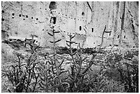 Cactus, rock wall foundations and beam holes in cliff. Bandelier National Monument, New Mexico, USA ( black and white)