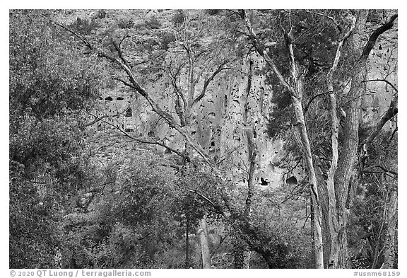 Cliff with cave dwellings seen through trees in autumn foliage. Bandelier National Monument, New Mexico, USA (black and white)