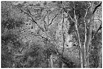 Cliff with cave dwellings seen through trees in autumn foliage. Bandelier National Monument, New Mexico, USA ( black and white)