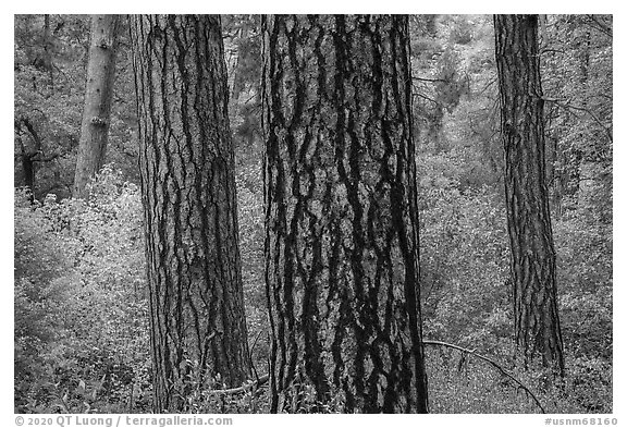 Pine trees trunks and autumn colors in Frijoles Canyon. Bandelier National Monument, New Mexico, USA (black and white)