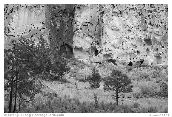 Cliff with cave dwellings rising from Frijoles Canyon. Bandelier National Monument, New Mexico, USA