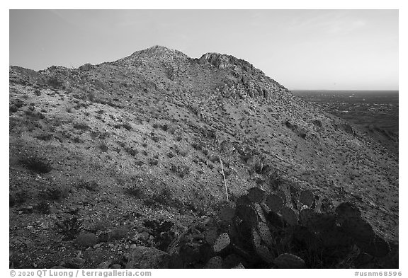 Cactus and Picacho Mountain, dusk. Organ Mountains Desert Peaks National Monument, New Mexico, USA (black and white)