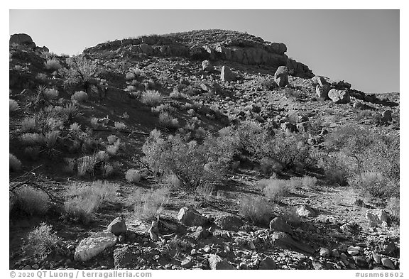 Slope with shrubs, Box Canyon. Organ Mountains Desert Peaks National Monument, New Mexico, USA