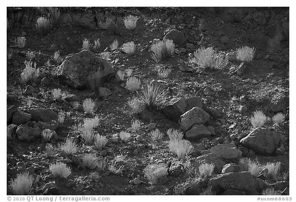 Backlit boulders, sotol, and bushes, Box Canyon. Organ Mountains Desert Peaks National Monument, New Mexico, USA