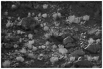 Backlit boulders, sotol, and bushes, Box Canyon. Organ Mountains Desert Peaks National Monument, New Mexico, USA ( black and white)