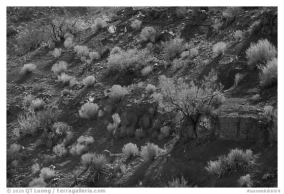 Desert shrubs and bushes, Box Canyon. Organ Mountains Desert Peaks National Monument, New Mexico, USA