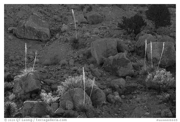 Boulders and sotol in bloom, Box Canyon. Organ Mountains Desert Peaks National Monument, New Mexico, USA