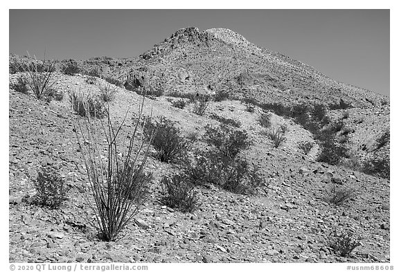 Occotillo and Picacho Mountain baren slopes. Organ Mountains Desert Peaks National Monument, New Mexico, USA