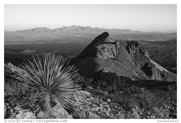 Sotol, Peak in Dona Ana mountains, and Organ Mountains in the distance. Organ Mountains Desert Peaks National Monument, New Mexico, USA (black and white)