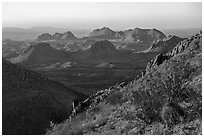 Barrel Cactus and Dona Ana Mountains. Organ Mountains Desert Peaks National Monument, New Mexico, USA ( black and white)