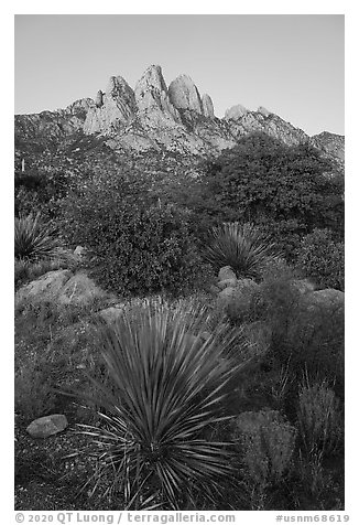 Sotol and Rabbit Ears at dawn. Organ Mountains Desert Peaks National Monument, New Mexico, USA (black and white)
